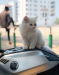 pure white persian cat